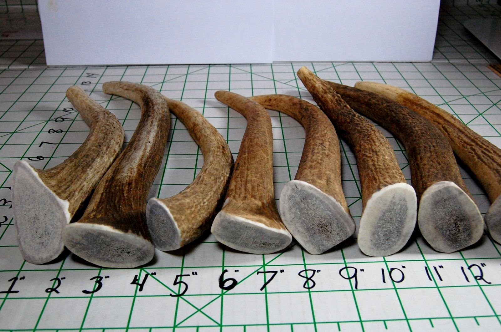 Big Dog Antler Chews ramure wapiti émail extérieur épais assure durabilité