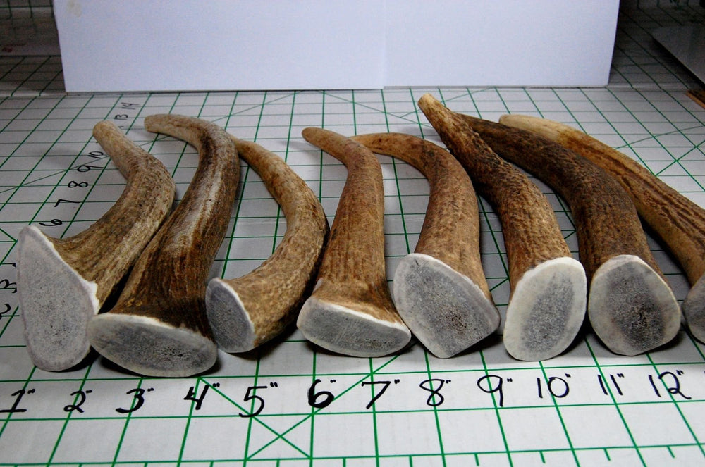 Big Dog Antler Chews ramure wapiti émail extérieur épais assure durabilité
