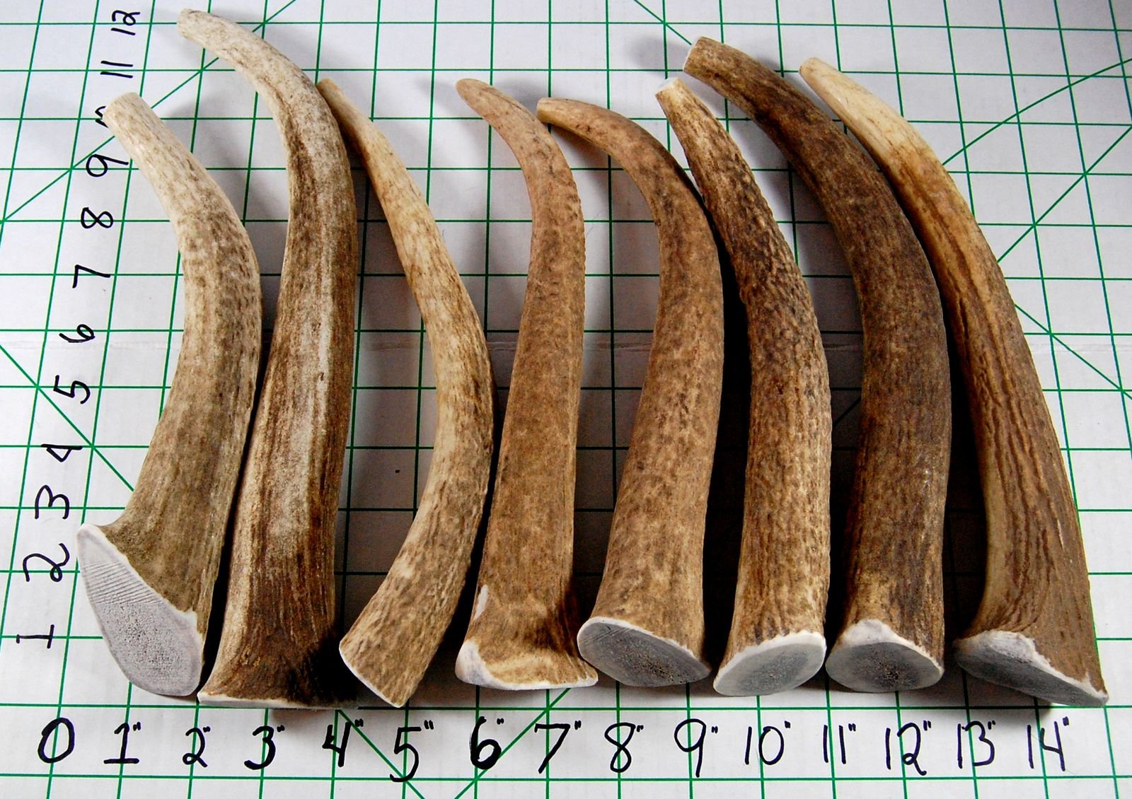 Big Dog Antler Chews ramure wapiti riche en calcium et autres minéraux