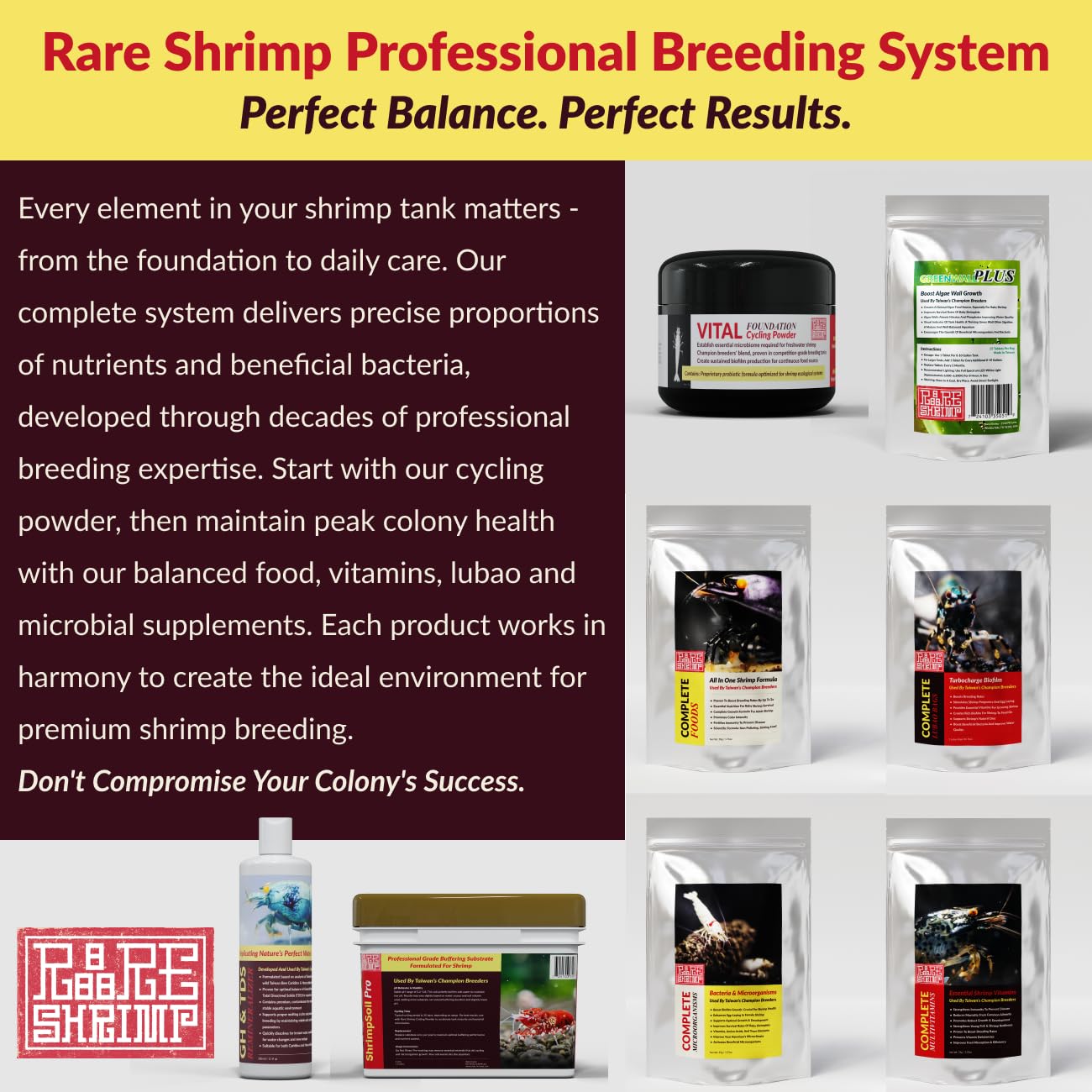 Rare Shrimp colonies-puissance-culture: adapté aux colonies importantes et actives.