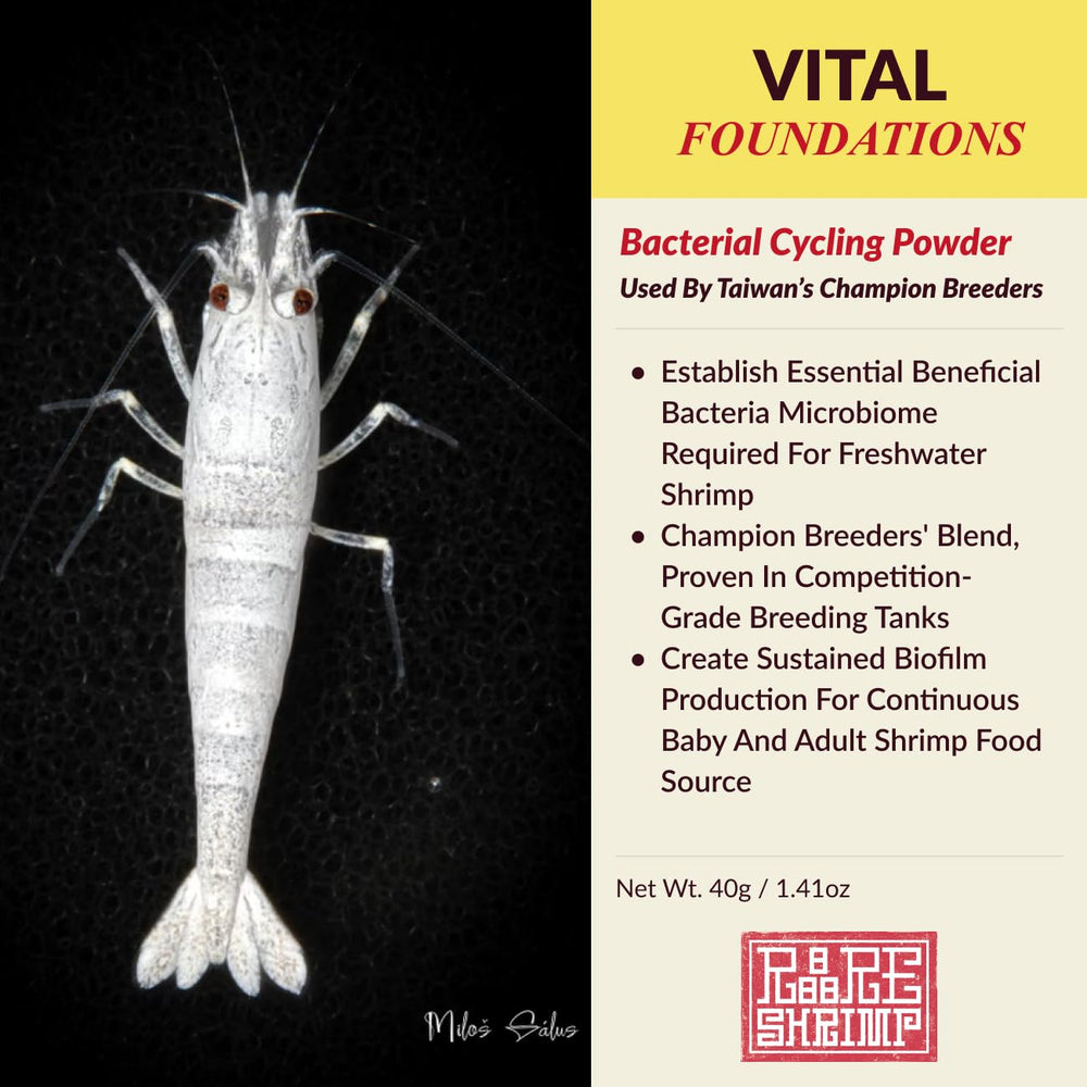 Rare Shrimp Écosystème bactérien : stabilité de l'eau et survie