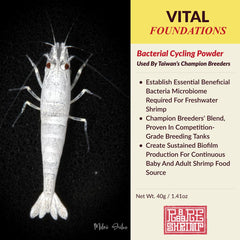 Rare Shrimp Écosystème bactérien : stabilité de l'eau et survie