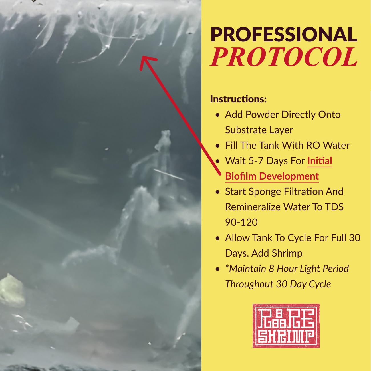 Rare Shrimp Protocole professionnel : instructions claires sur 30 jours