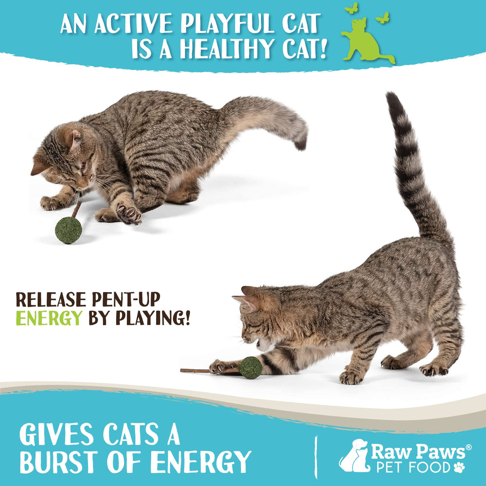 Raw Paws bâtons dentaires matatabi : confort buccal et digestion légère.