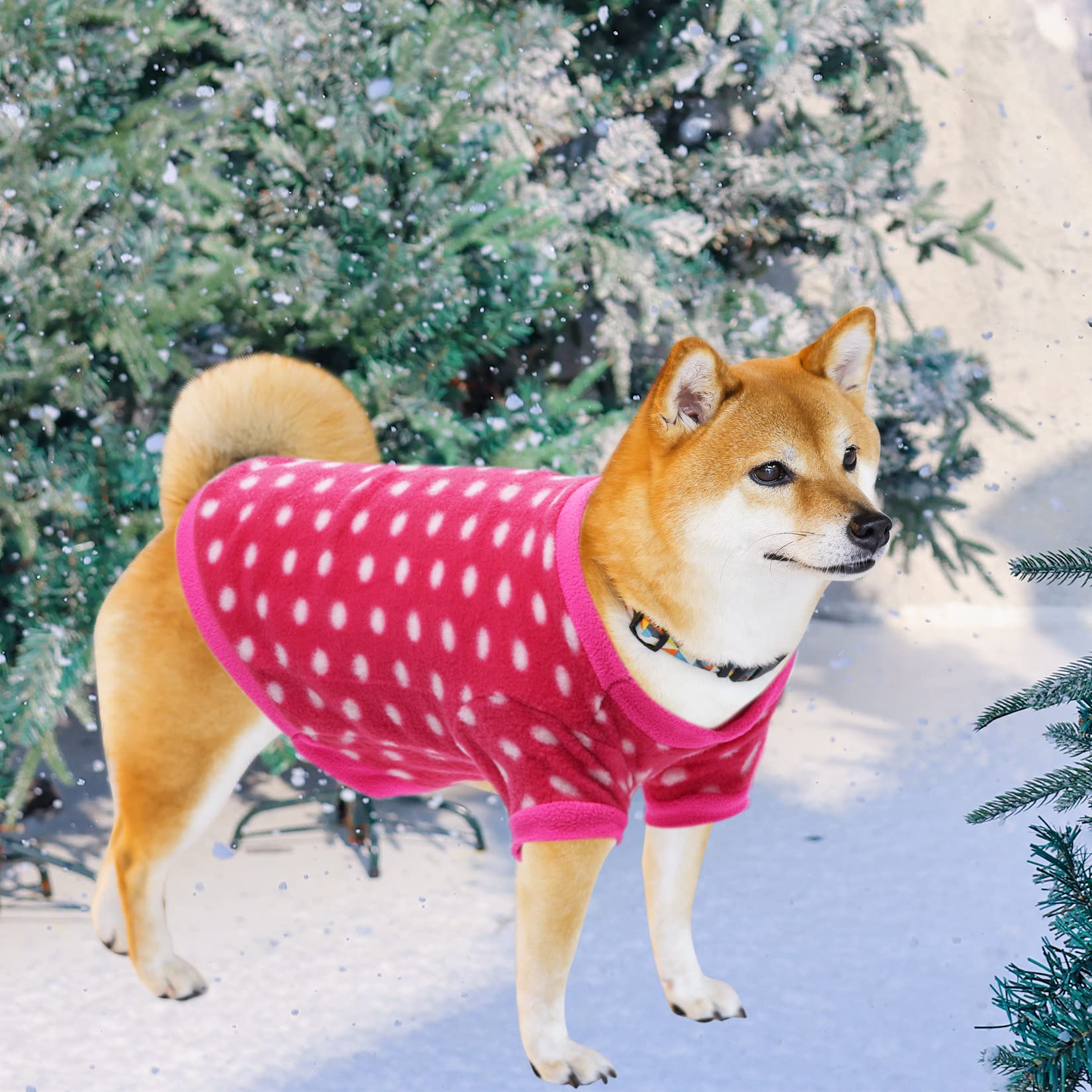 Vêtements hiver Rbenxia pour chien, confort chaleureux sans compromis.