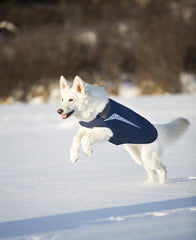 RC Pet Products Veste Cascade – extérieur déperlant pour sorties pluvieuses.