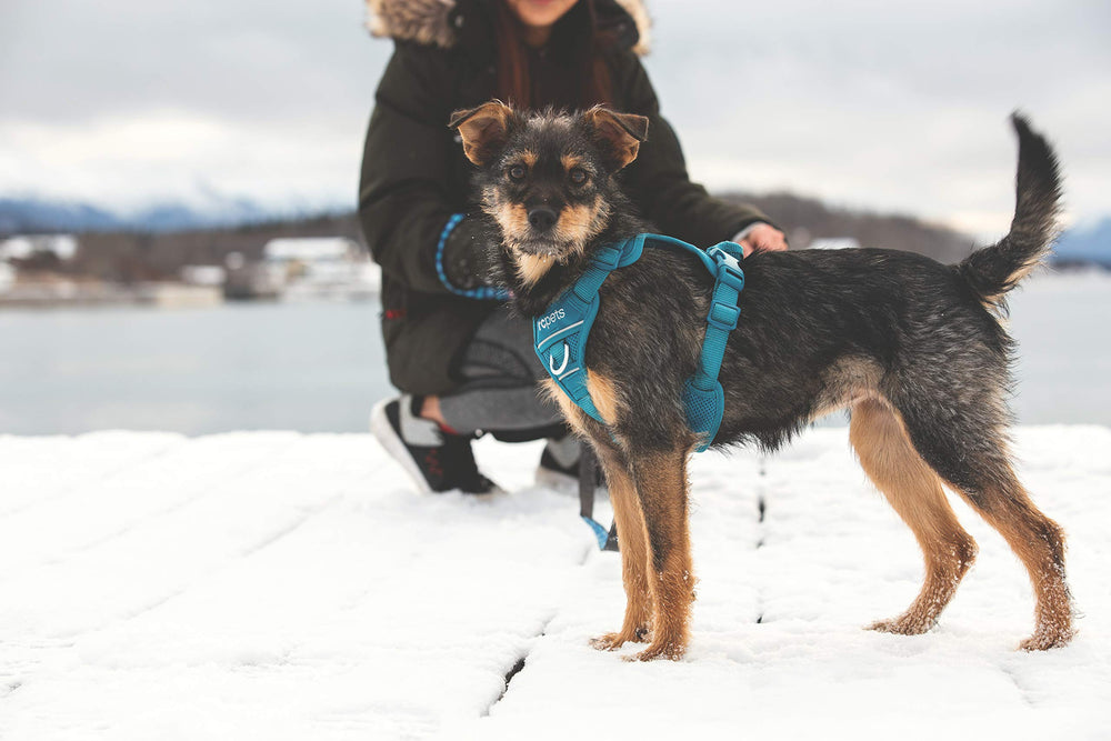 RC Pets Momentum Control Harness — vue arrière, poignée intégrée pour une aide rapide.