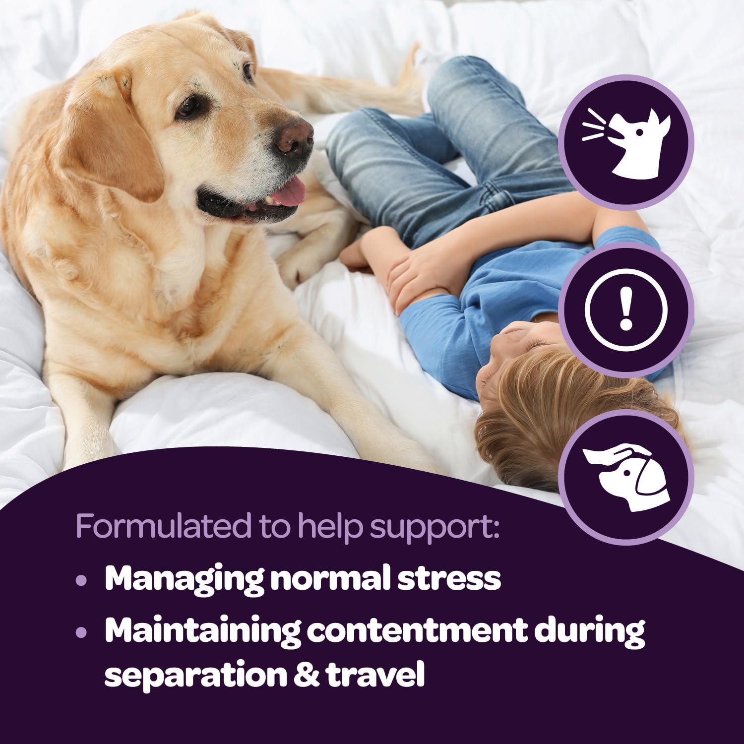 Ready Pet Go! utilisation quotidienne — soutien calme pour chiens de tous âges.