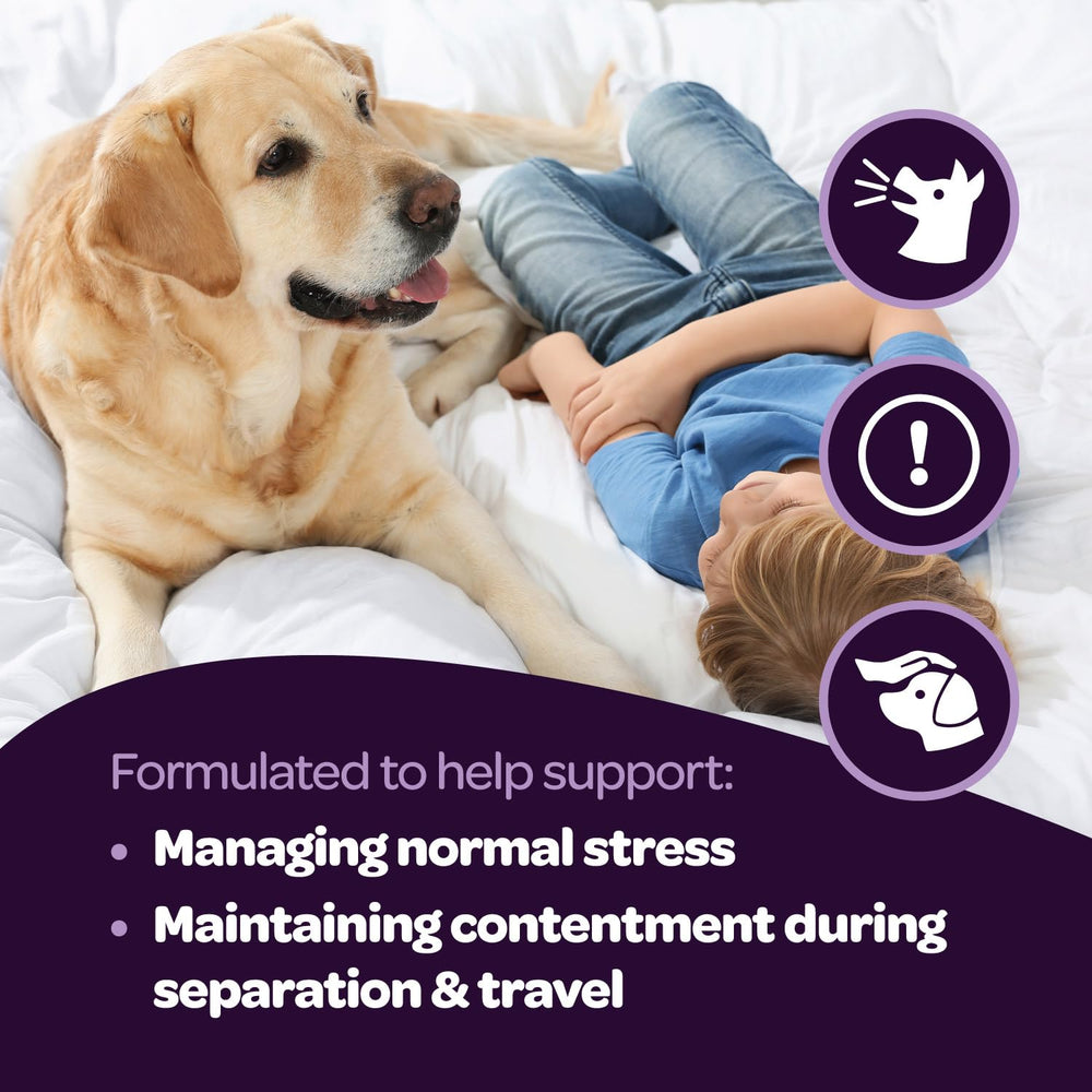 Ready Pet Go! utilisation quotidienne — soutien calme pour chiens de tous âges.