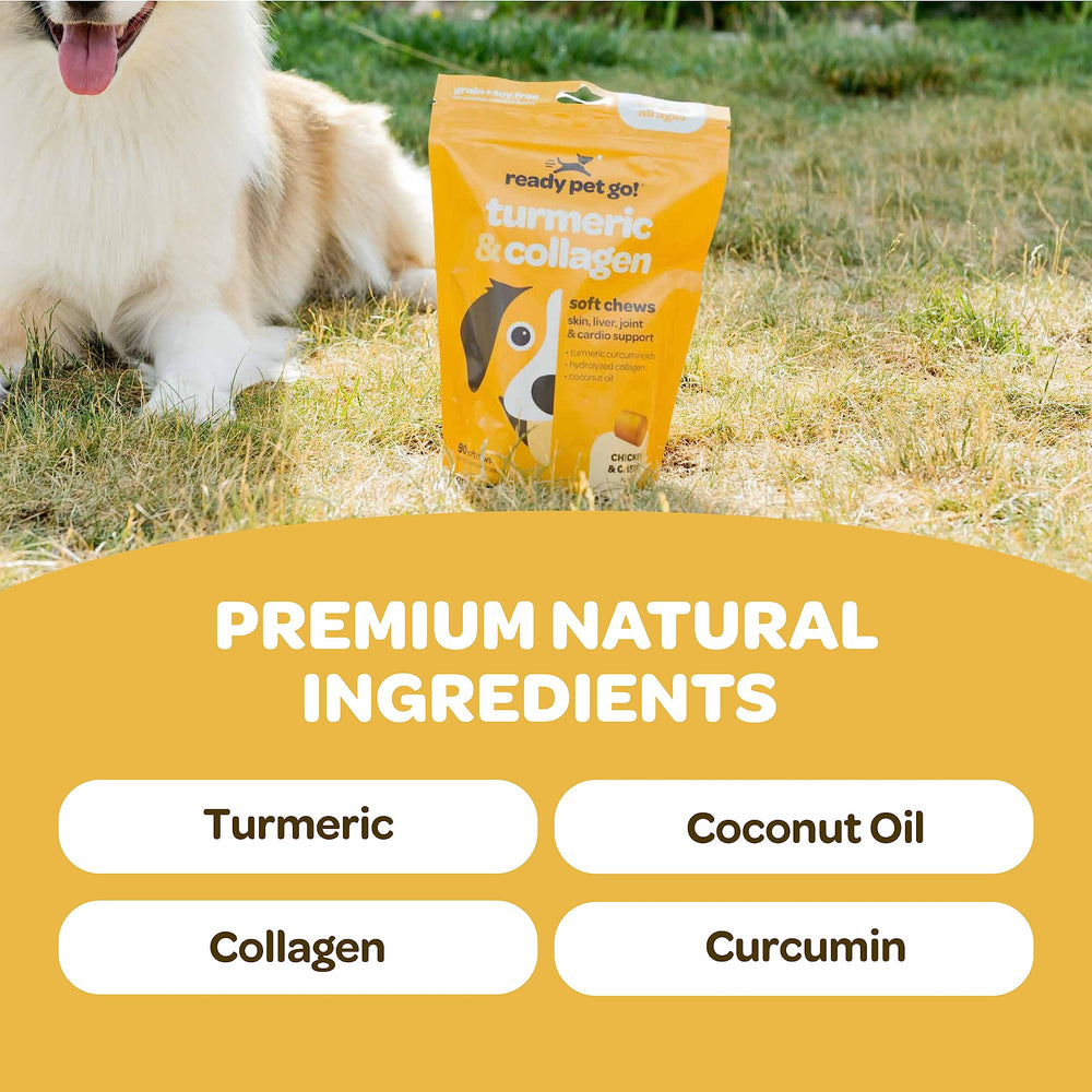 Ready Pet Go! curcuma chien boîte, friandises molles pour le confort articulaire lors des promenades.