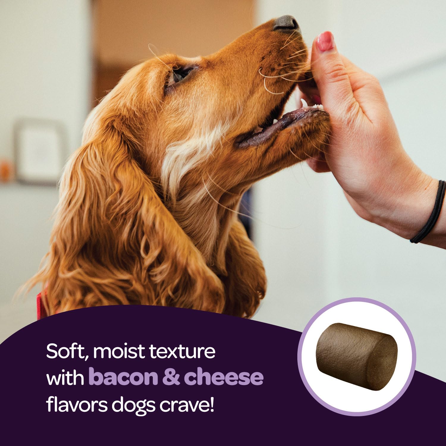 Ready Pet Go! NASC certifié — sécurité et qualité.