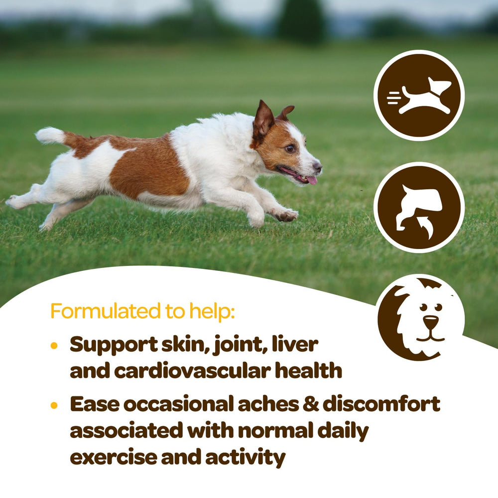 Ready Pet Go soutien immunitaire peau foie chien, ingrédients premium