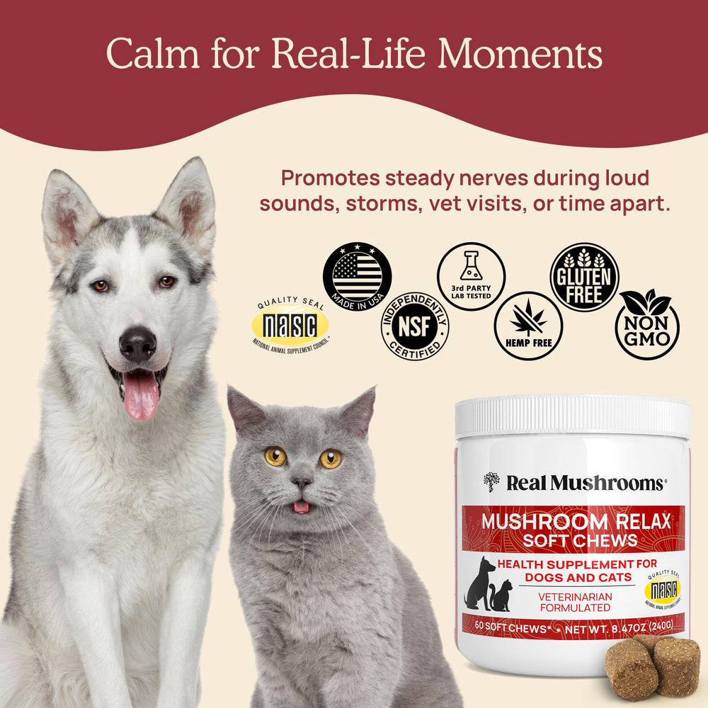 Ingrédients clés Real Mushrooms Calming Chews, incluant acides aminés et extraits végétaux.