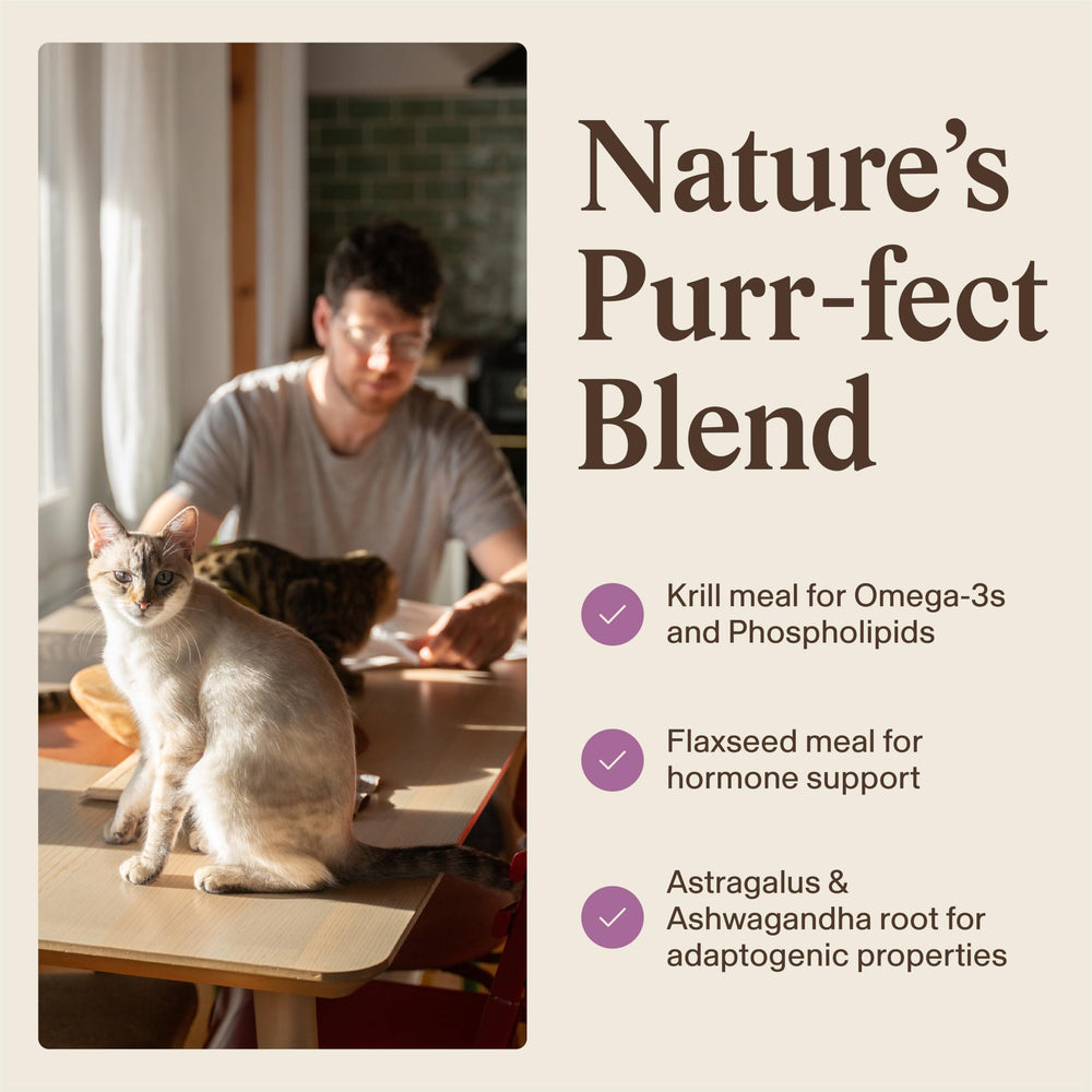 Real Mushrooms: formule senior chat pour confort et activité.