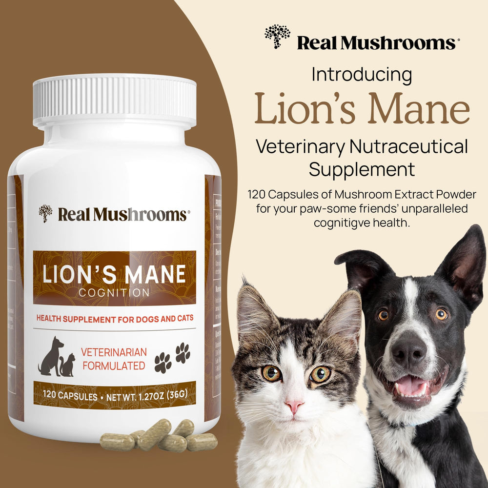 Real Mushrooms Lion’s Mane pour animaux – capsules pratiques pour usage quotidien.