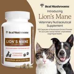 Real Mushrooms Lion’s Mane pour animaux – capsules pratiques pour usage quotidien.