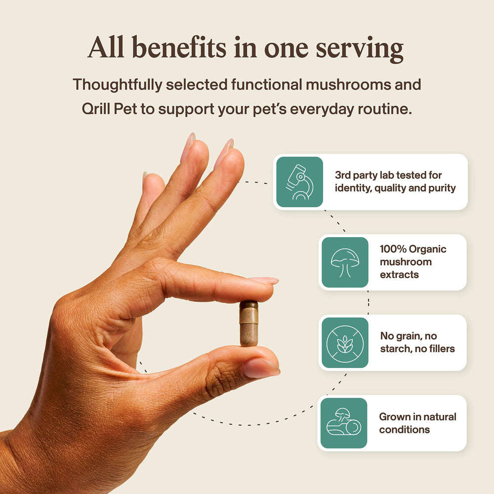 Real Mushrooms Pet Defenders – chaga en poudre, énergie naturelle pour vos compagnons.
