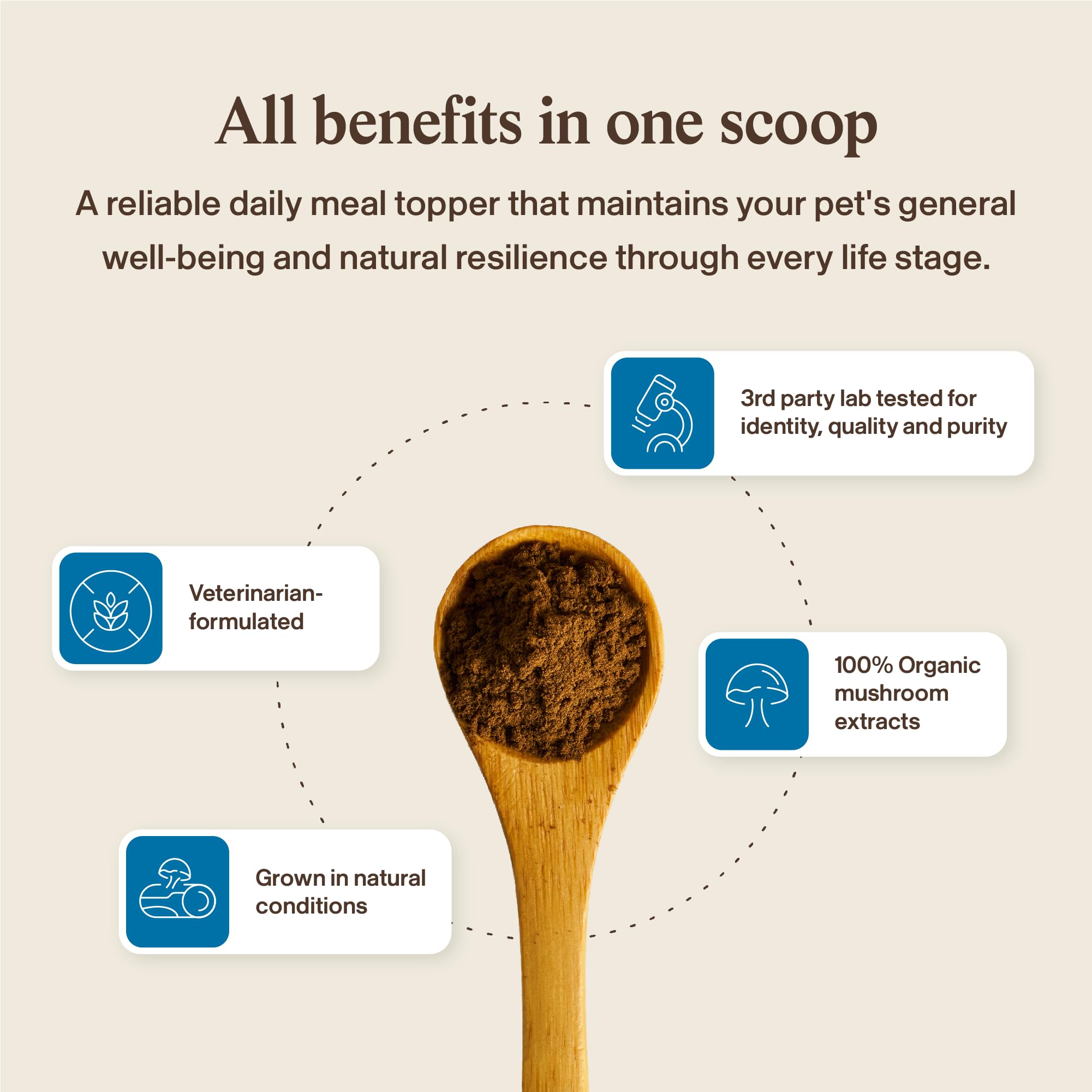 Real Mushrooms poria poudre chien – soutien digestif et equilibrio intestinal