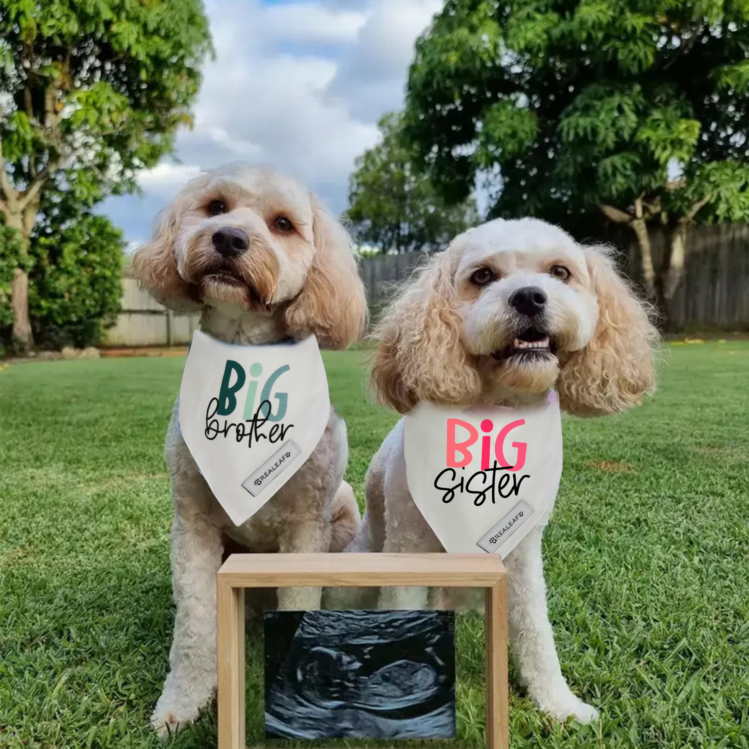 Bandana chien Realeaf usage fete – ideal comme accessoire photo