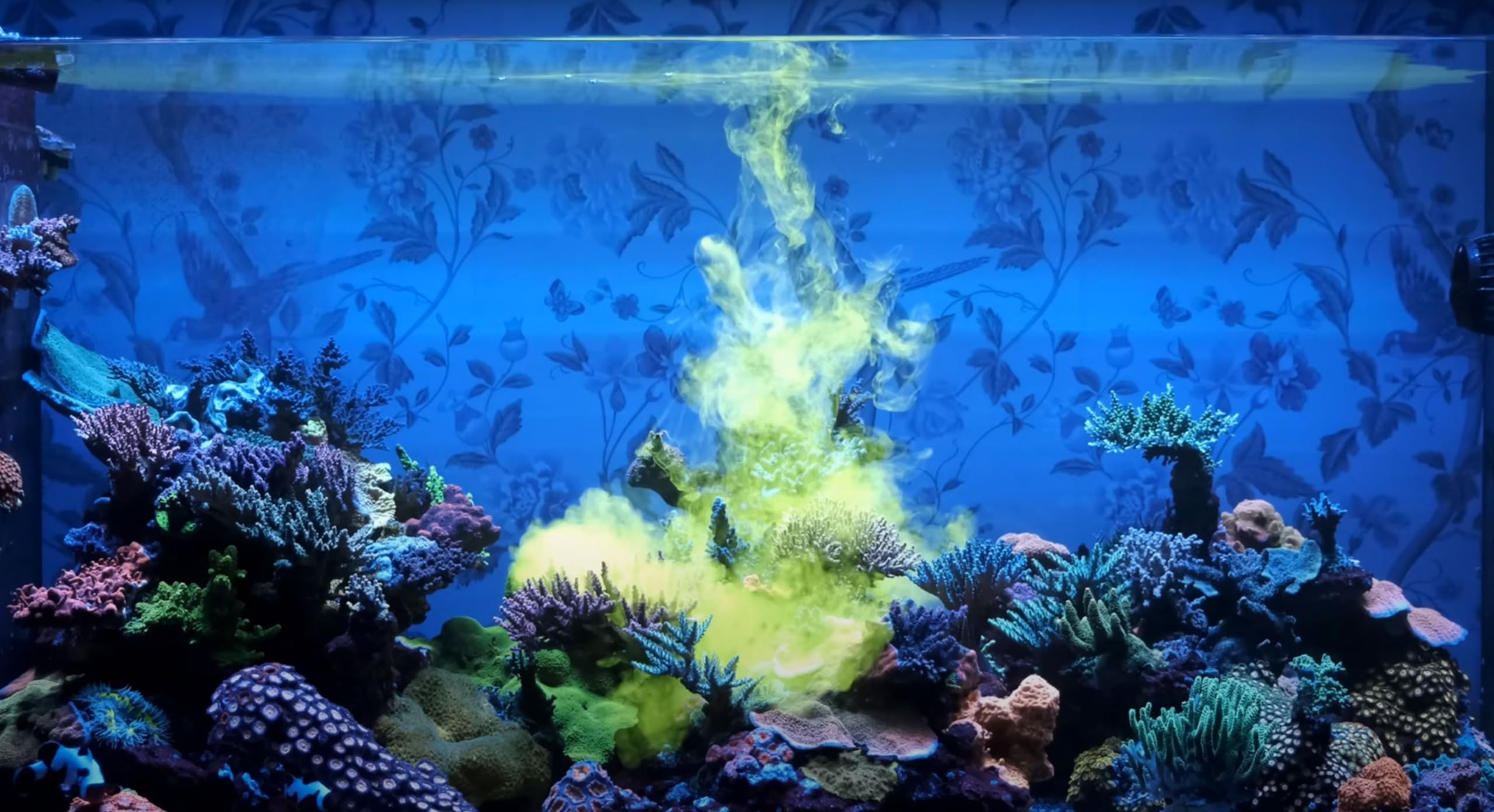 Composition organique facilement assimilable par les coraux grâce à Reef Energy Plus.