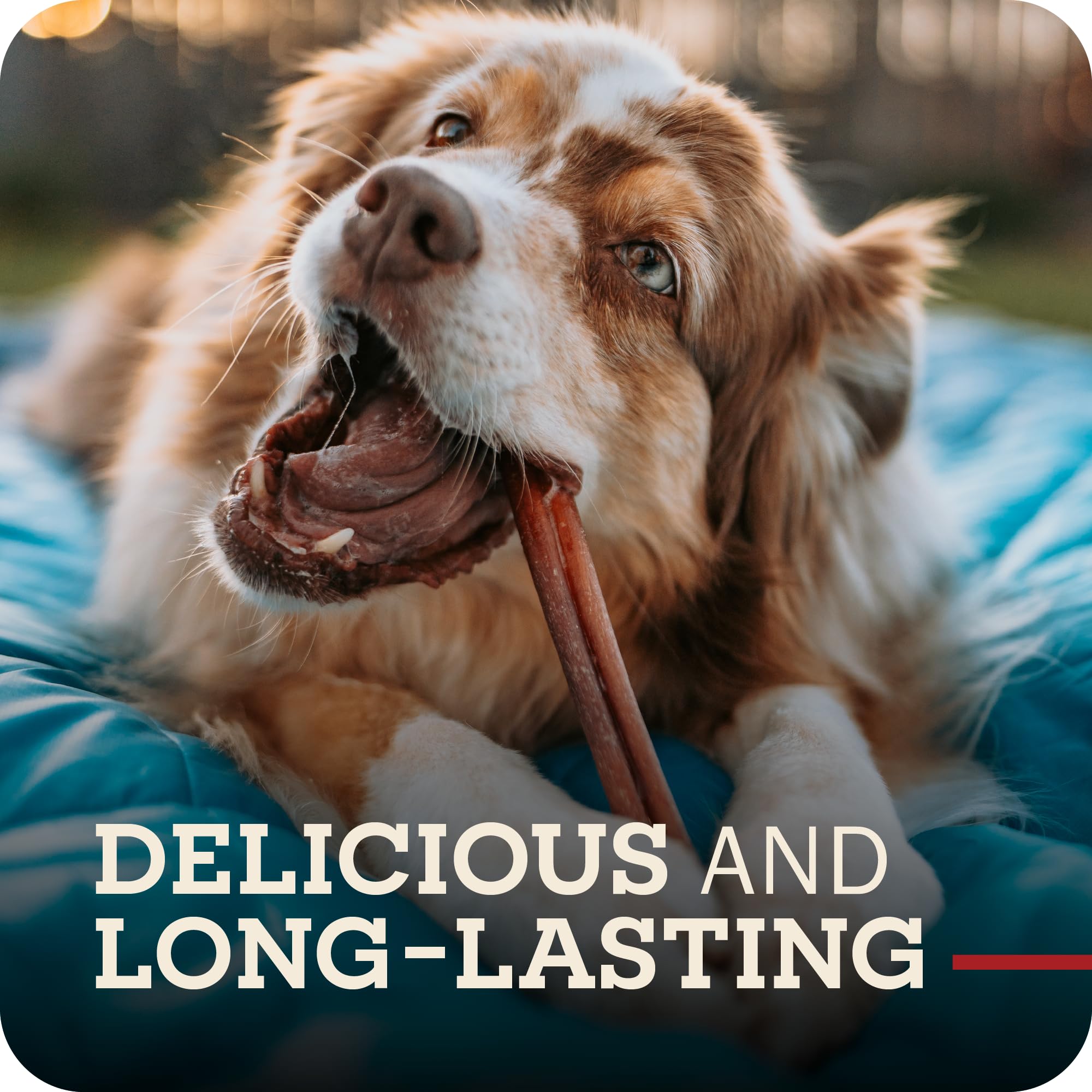 Redbarn Bully Springs usage-quotidien : pratique en rangement et snack quotidien.