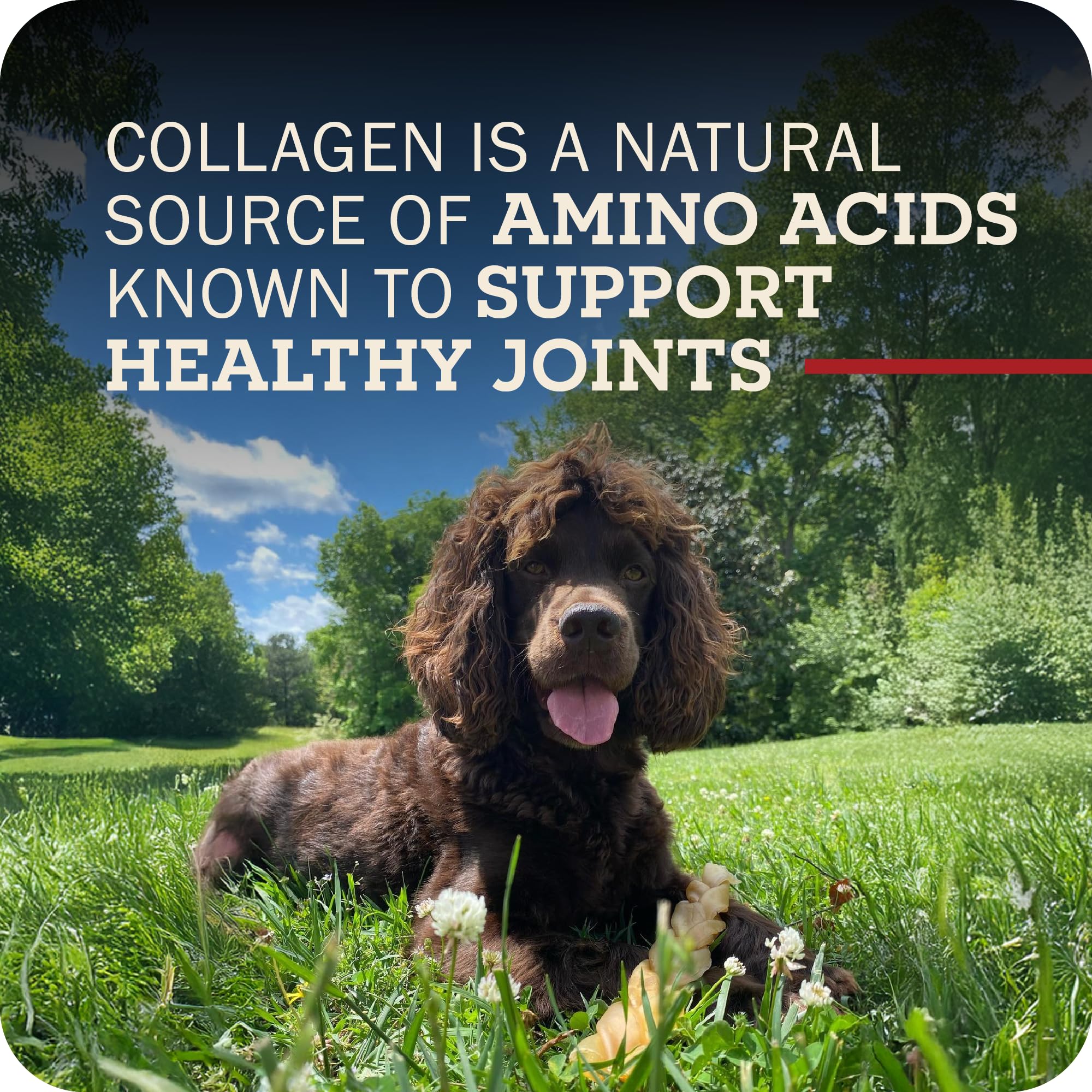 Aide potentielle à la propreté dentaire - Redbarn Collagen Sticks.