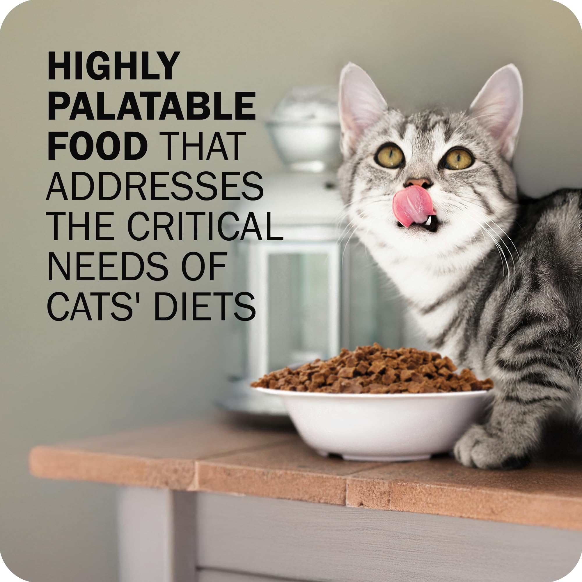 Texture croquante de Redbarn Powerfood qui attire les chats difficiles