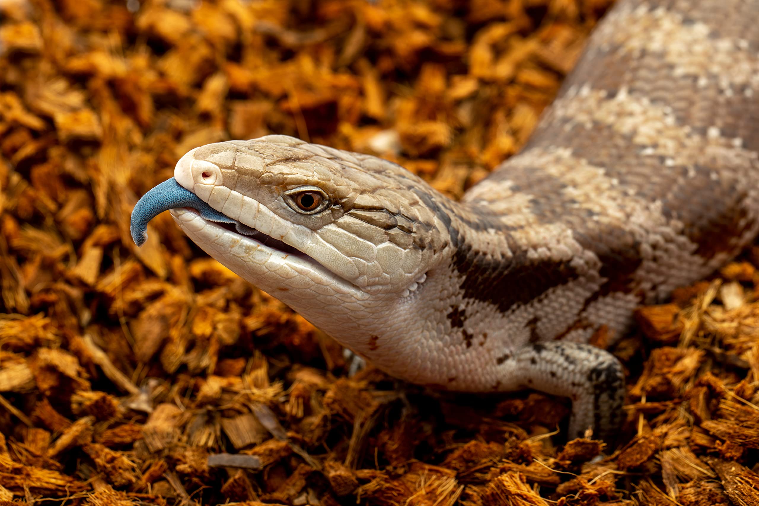 RediChip Substrat Coco : choix écologique et durable pour reptiles.