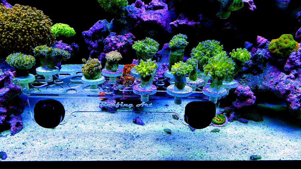 Reefing Art : installation facile du rack frag sur verre ou bac plastique.