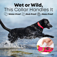 Boucle dore9e double Regal Dog Products, se9curite9 renforce9e lors des sorties.