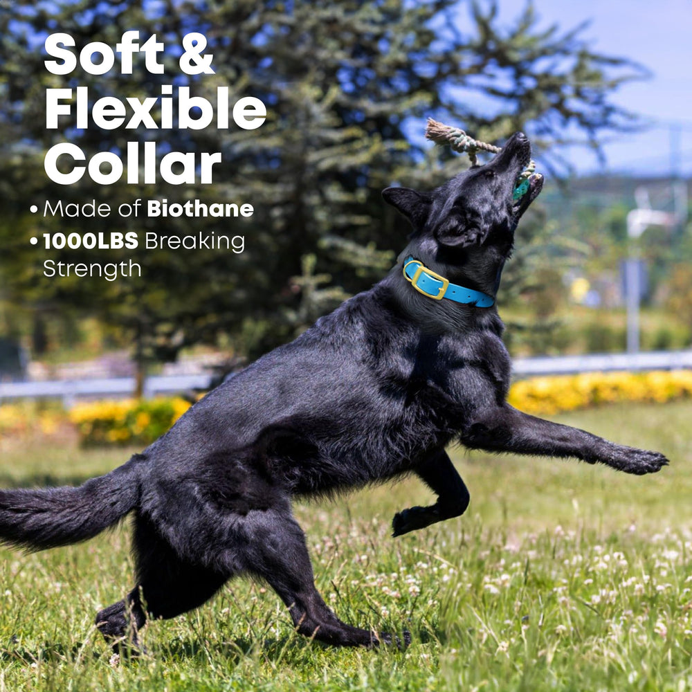 Collier bleu Regal résistante avec entretien facile pour chiens actifs.
