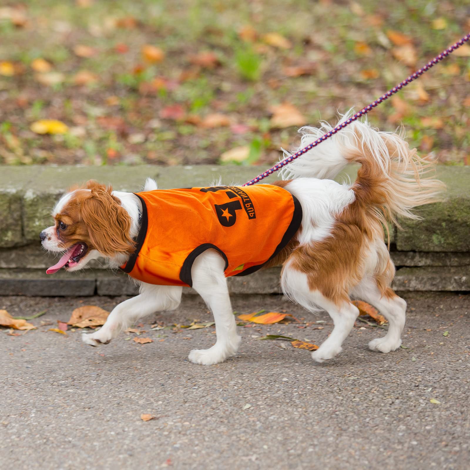 Reginary protection solaire tenue été chien pour soleil et douceur.
