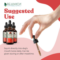 Rejuvica Health pissenlit-racine – ingrédient naturel pour soutenir le foie du chien
