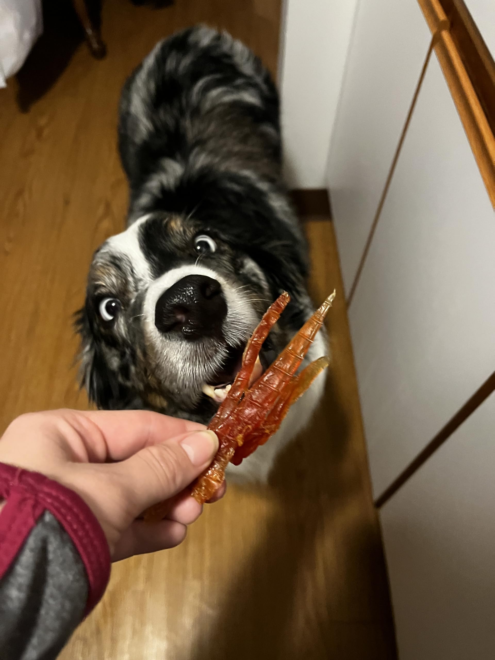 Rena's Recipe gourmandise-quotidienne, plaisir et récompense quotidienne pour chiens actifs.