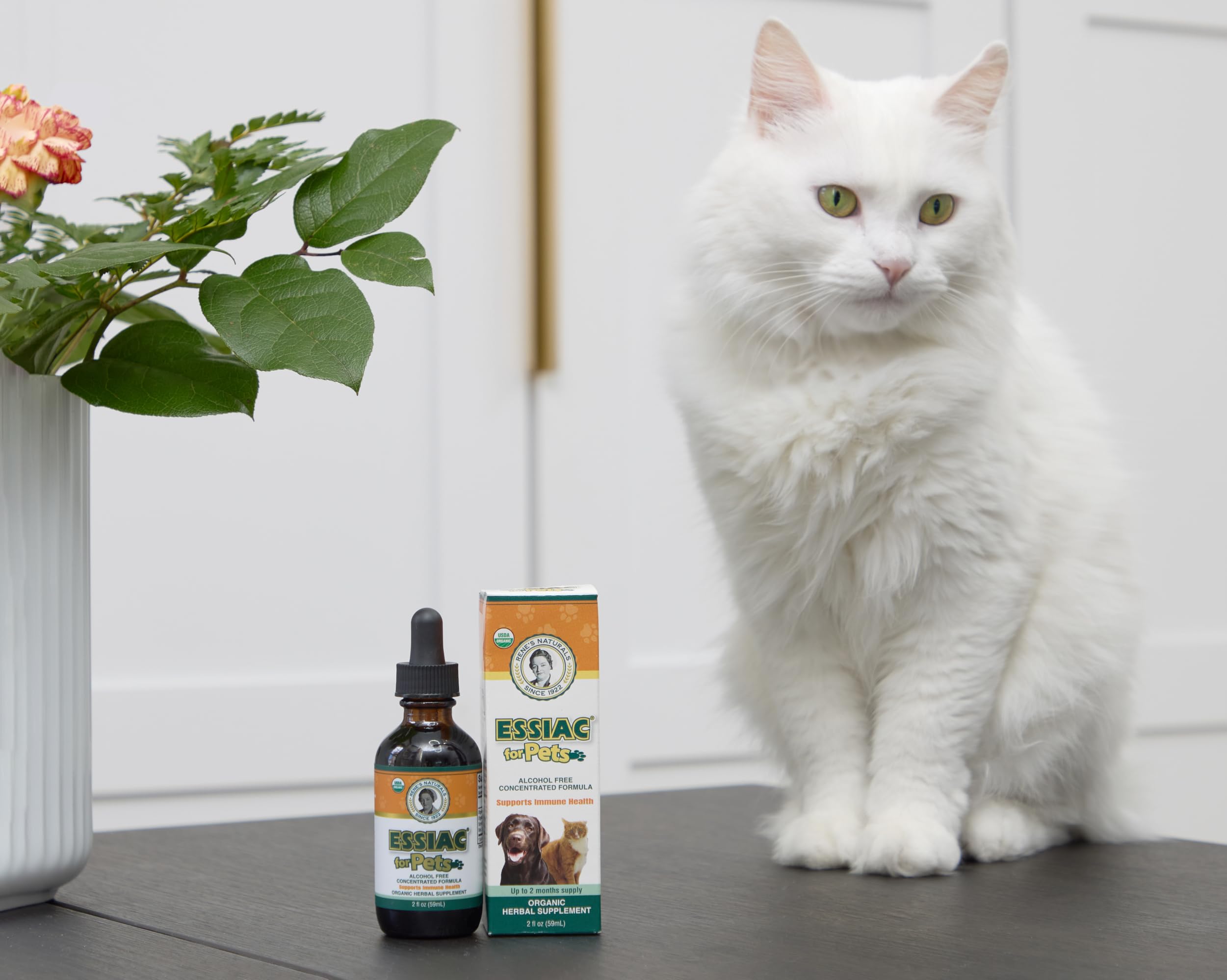 Bouteille concentrée Essiac Rene's Naturals pour usage quotidien