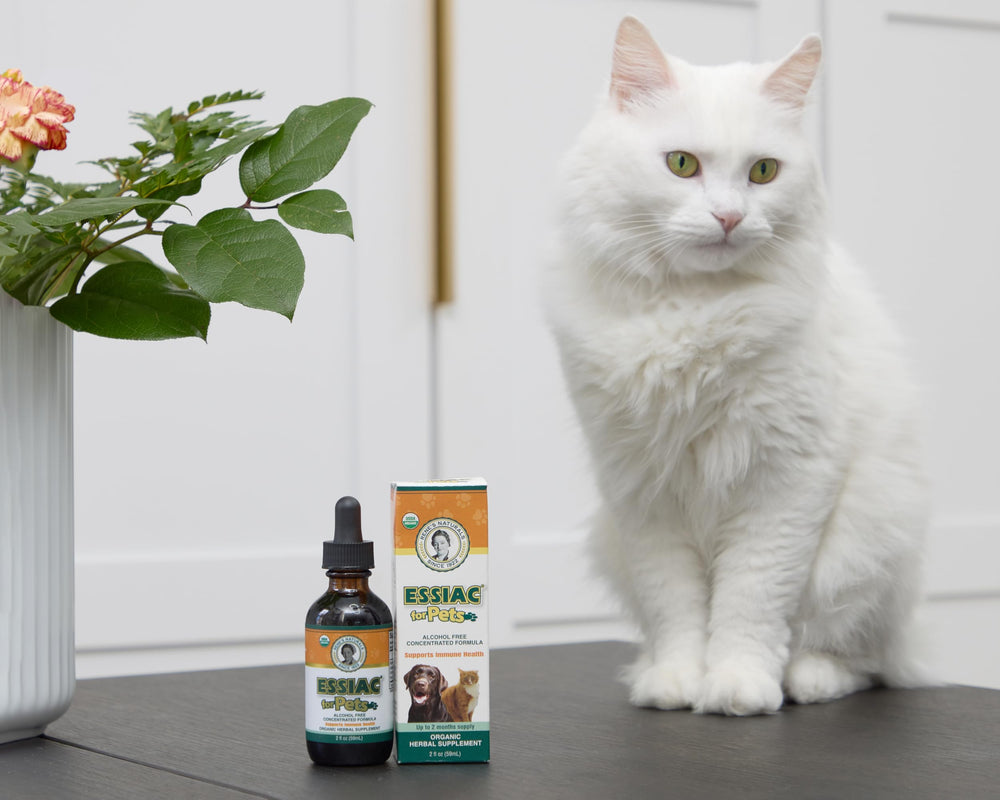 Bouteille concentrée Essiac Rene's Naturals pour usage quotidien