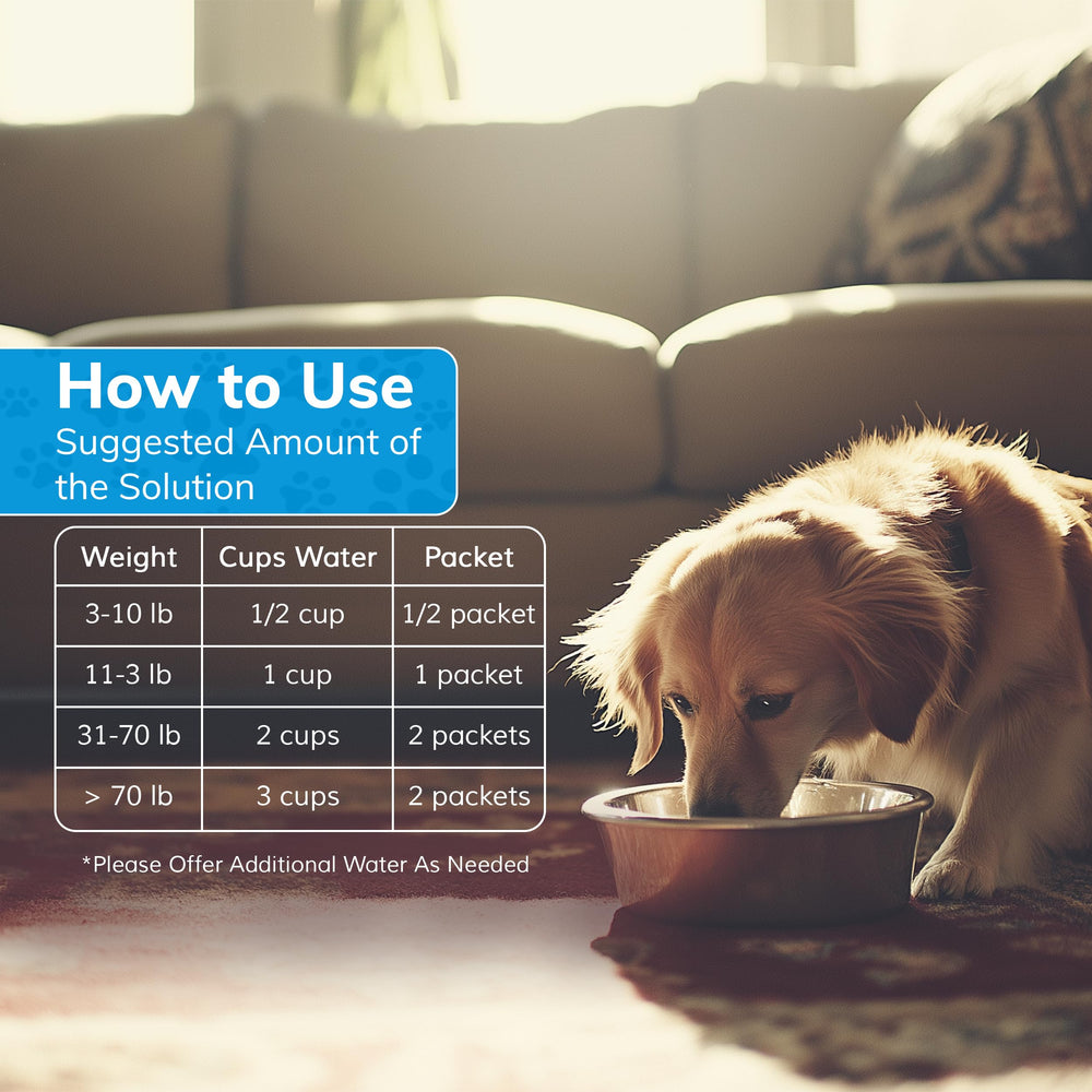 Replenish chien recuperation apres effort – boisson adaptée pour récupération.