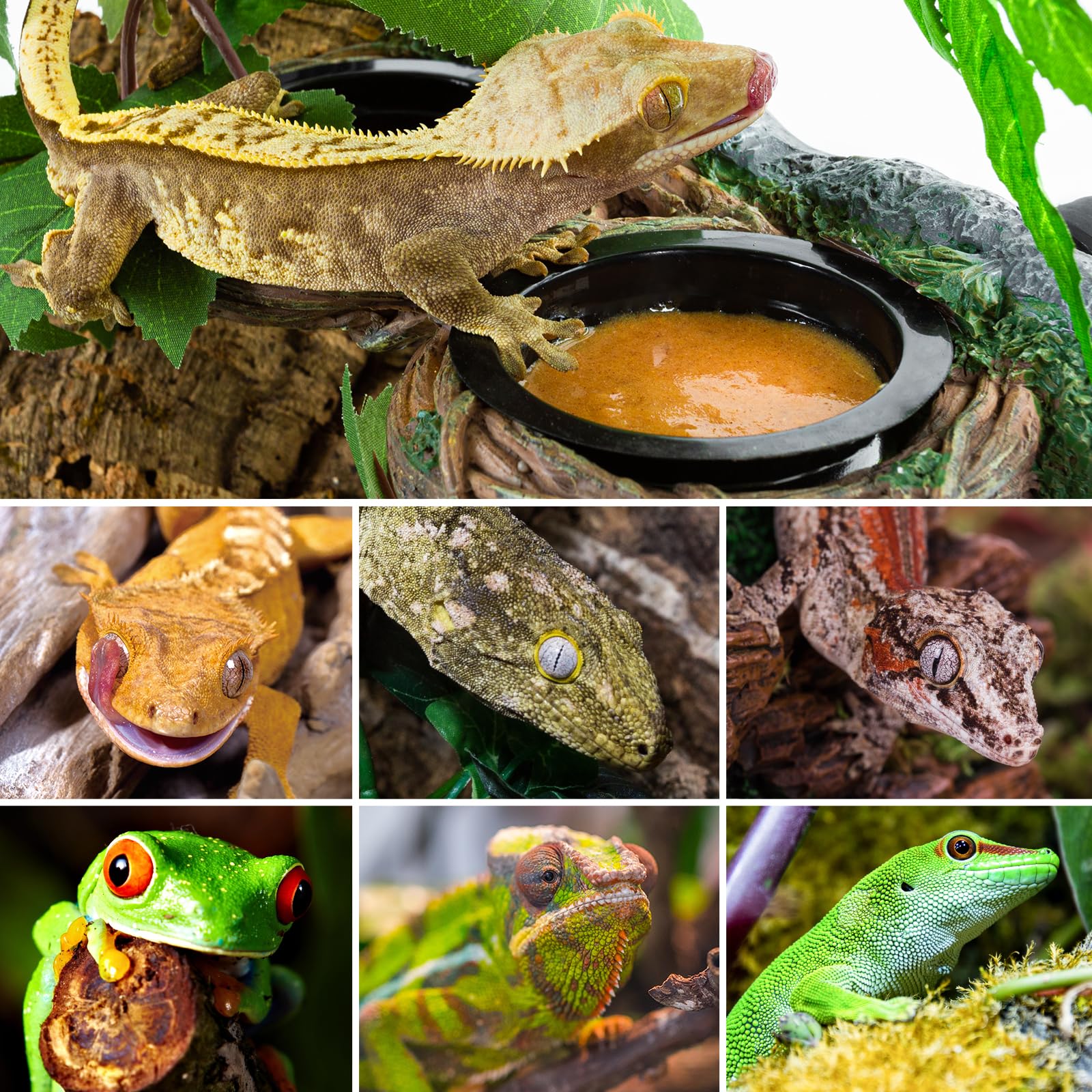 REPTI ZOO accessoires terrarium, compatibles avec dragons, geckos et tortues.