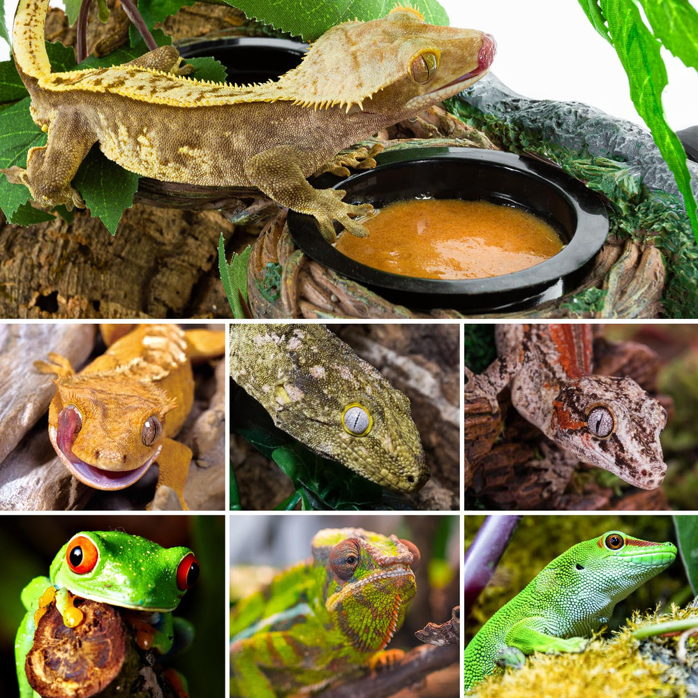 REPTI ZOO accessoires terrarium, compatibles avec dragons, geckos et tortues.