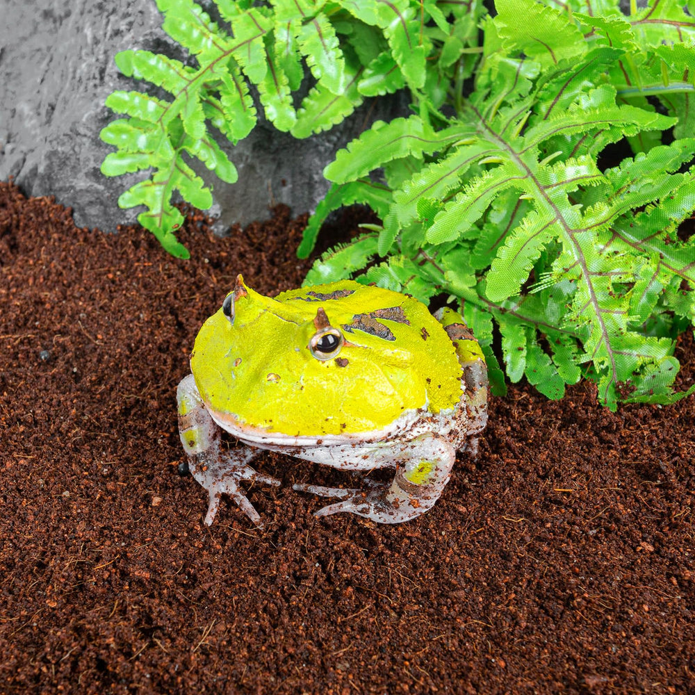 REPTI ZOO Compatible Plantes : substrat coco adapté au jardinage
