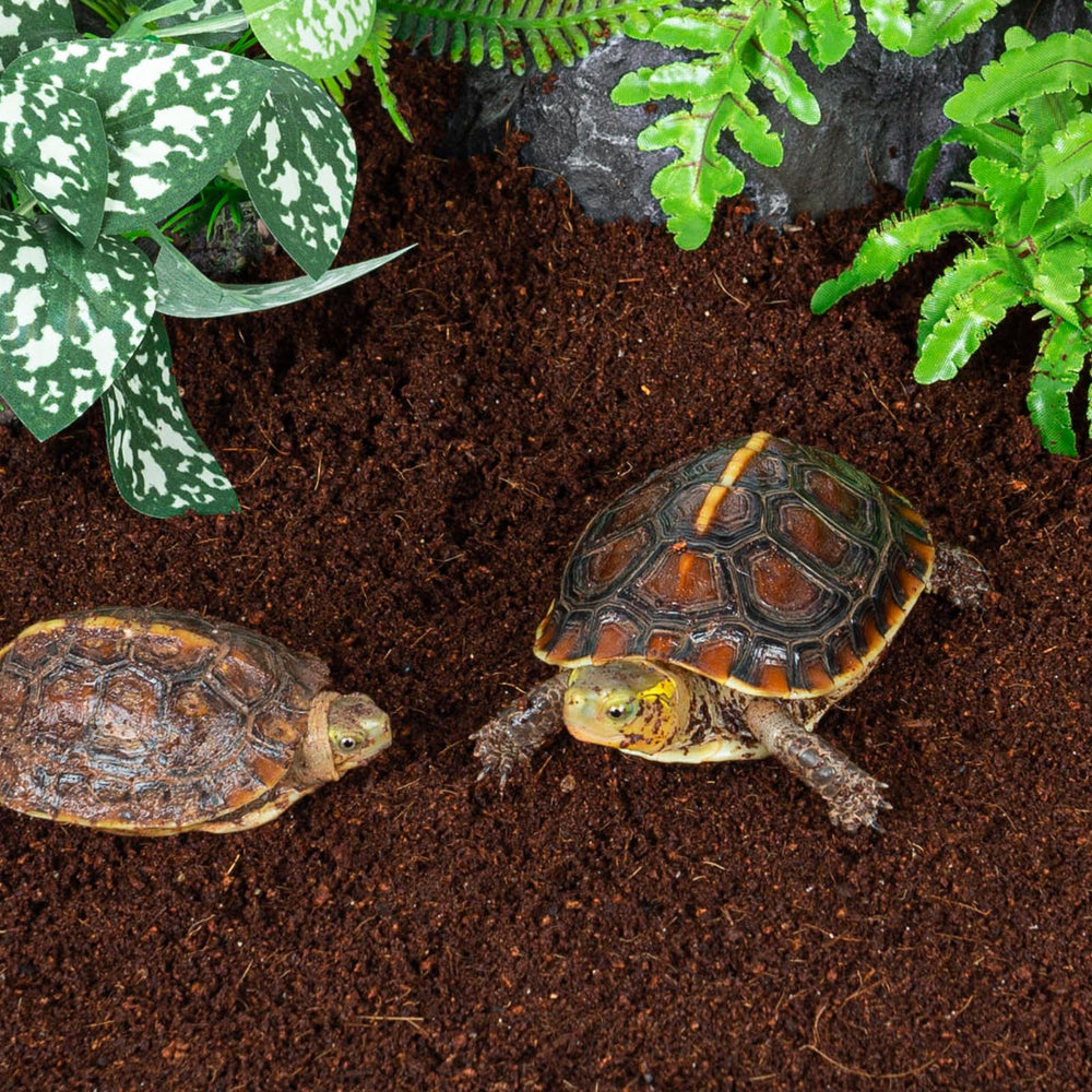 REPTI ZOO Installation Facile : terrarium couvert et prêt à l’emploi