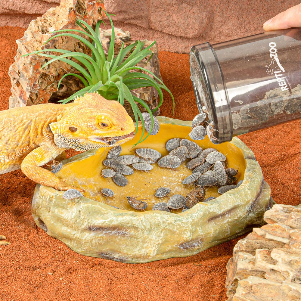 REPTI ZOO Mixer: design portable pour nourrir en déplacement.