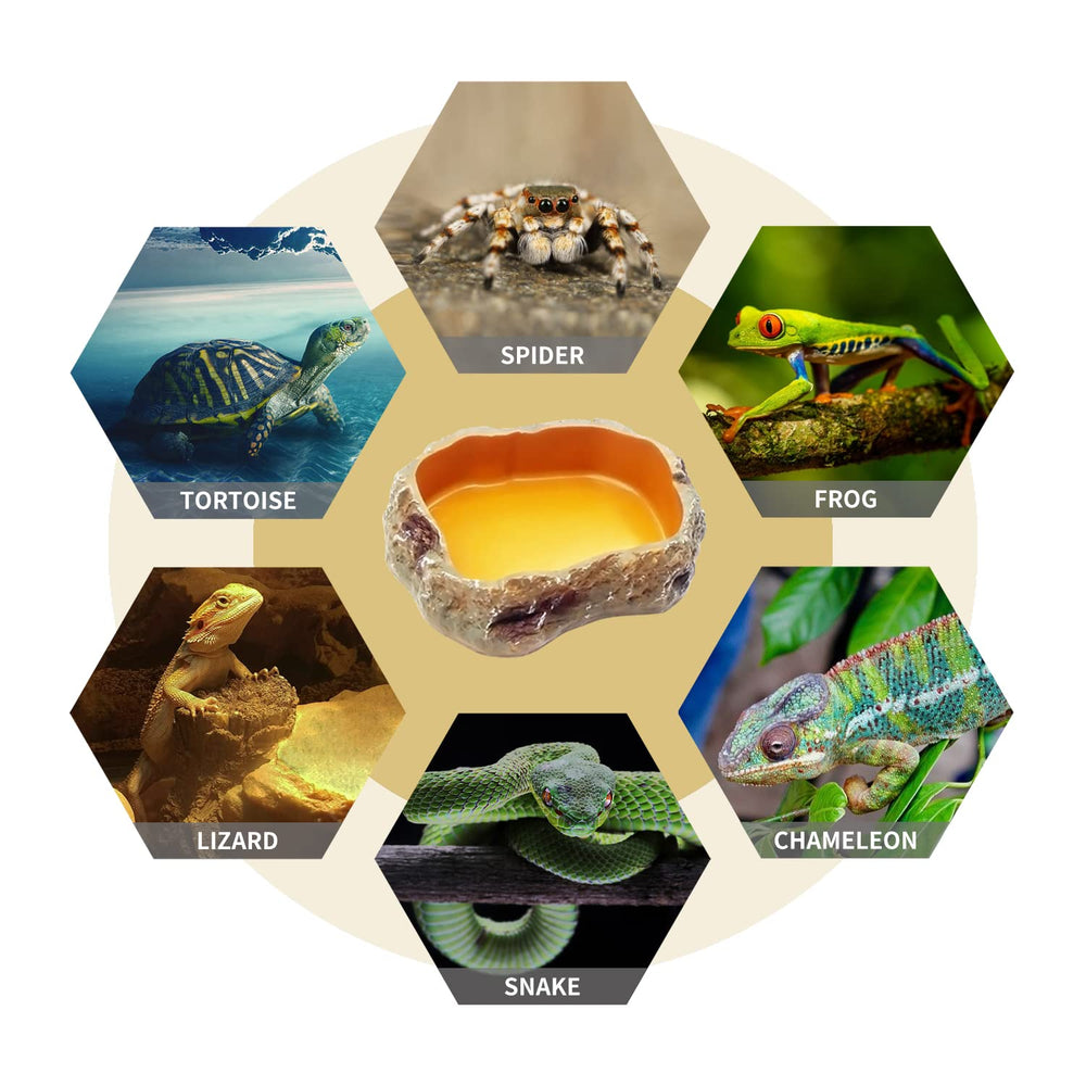 Ensemble terrarium Reptile Growth, kit polyvalent pour nourrir et hydrater