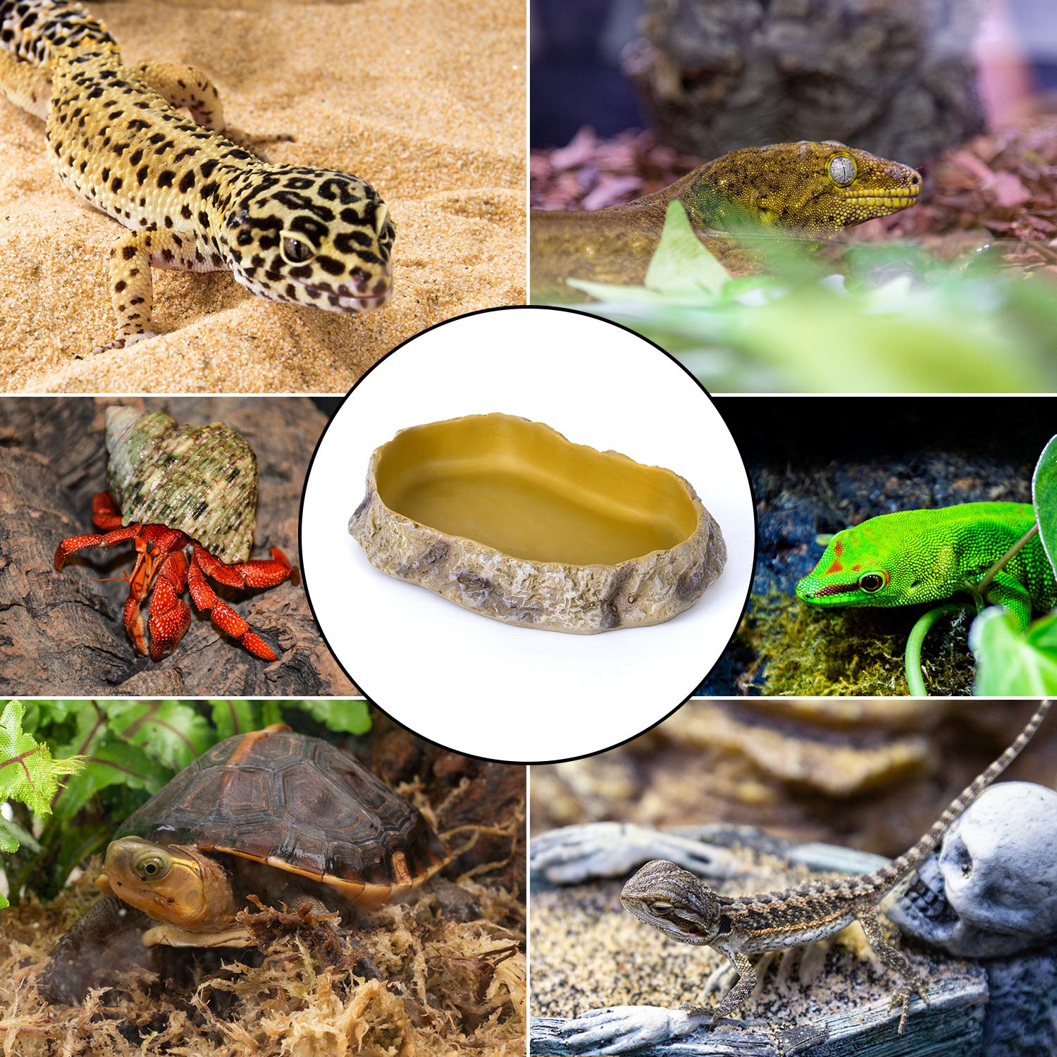Couleur terre REPTIZOO, s’intègre au décor du terrarium.