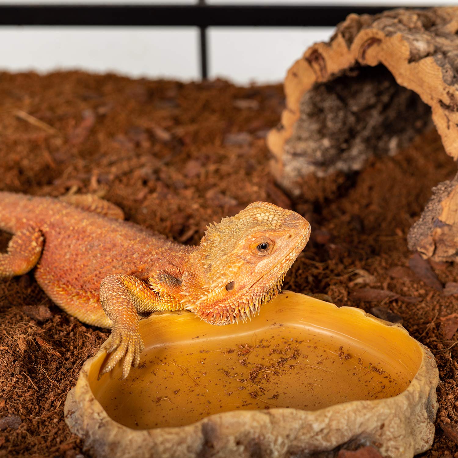 Dimensions REPTIZOO 8,8 x 6,5 x 1,5 pouces pour reptiles et amphibiens.