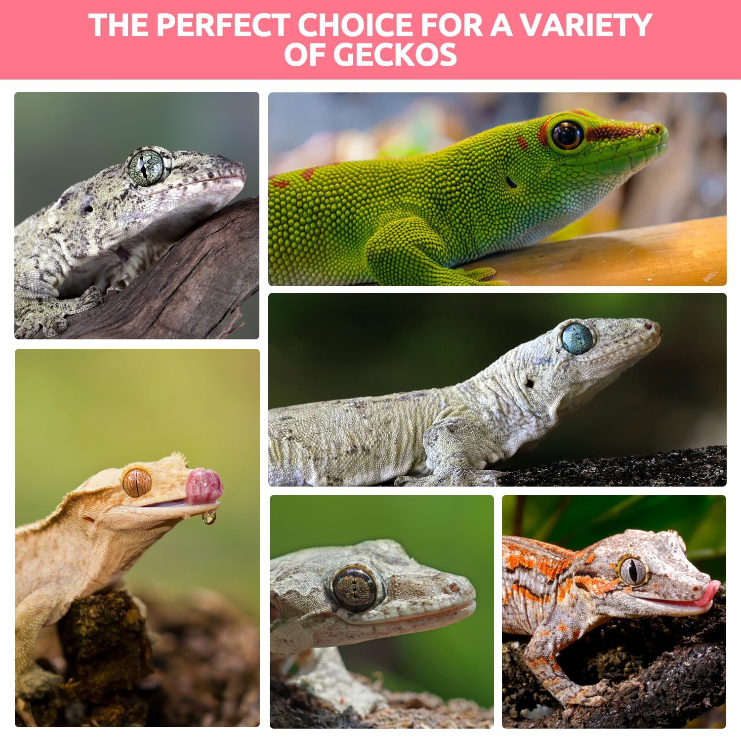 REPTIZOO FRIENDLY Gecko Food format 2 oz, idéal pour terrariums et voyages.