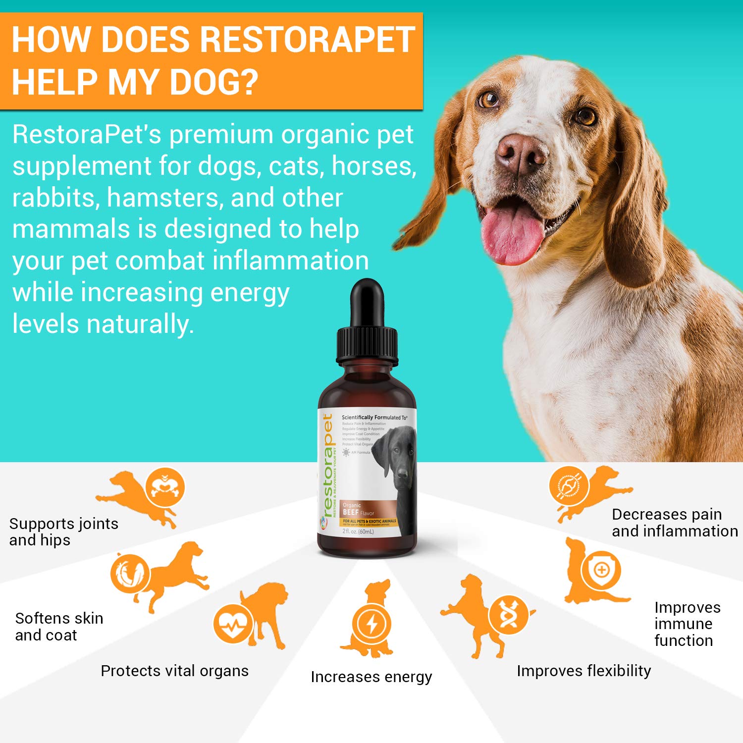 RestoraPet utilisation quotidienne chien chat – routine de soin simplifiée.