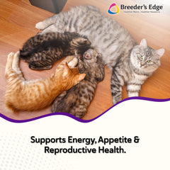 Breeder’s Edge Kitten Lyte – doseur, dosage précis pour hydratation sécurisée des chatons.
