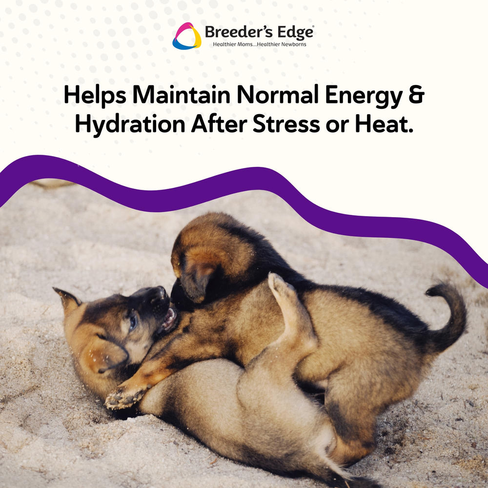 Breeder’s Edge Puppy Lyte, apres-exercice: soutien potentiel après l’effort.
