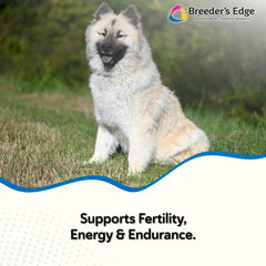 Boîte Breeder's Edge Oxy Stud et pilules visibles, format pratique.
